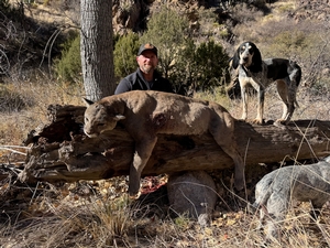 Arizona mountain lion hunt with Dieringer Outfitters.